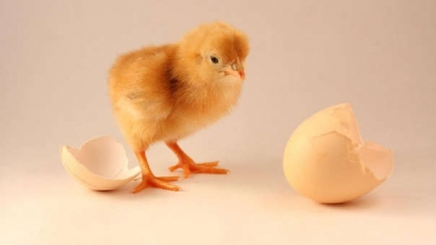 ¿Qué fue primero, el huevo o la gallina? Esta es la respuesta de la física cuántica