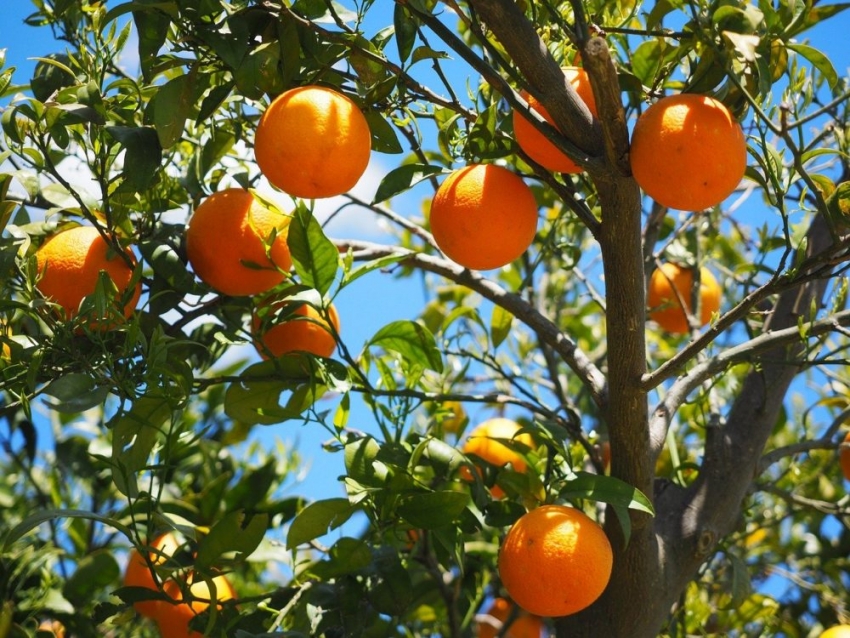 La innovación israelí ya conquista la industria de la fruta