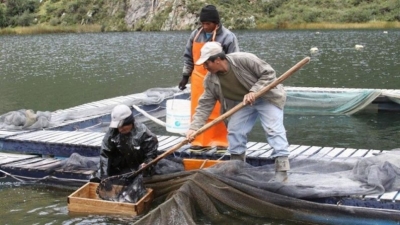 Reportan aumento de biomasa del pez nativo del ispi en el lago Titicaca