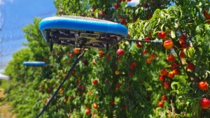 Drones recolectores de fruta resuelven la escasez de mano de obra